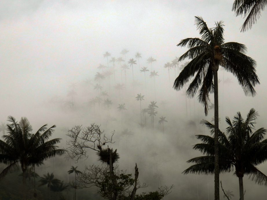 Cocora Valley in Quindio departement in Colombia